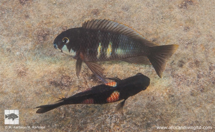 Tropheus sp. 'kirschfleck' x Tropheus sp. 'limespot' at Lyamembe